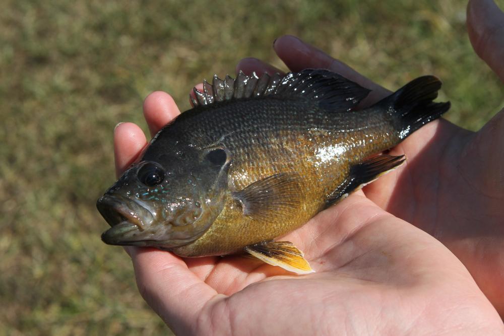 VALNUR FISHING CAMP